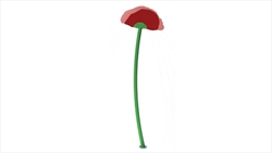 Corn Poppy